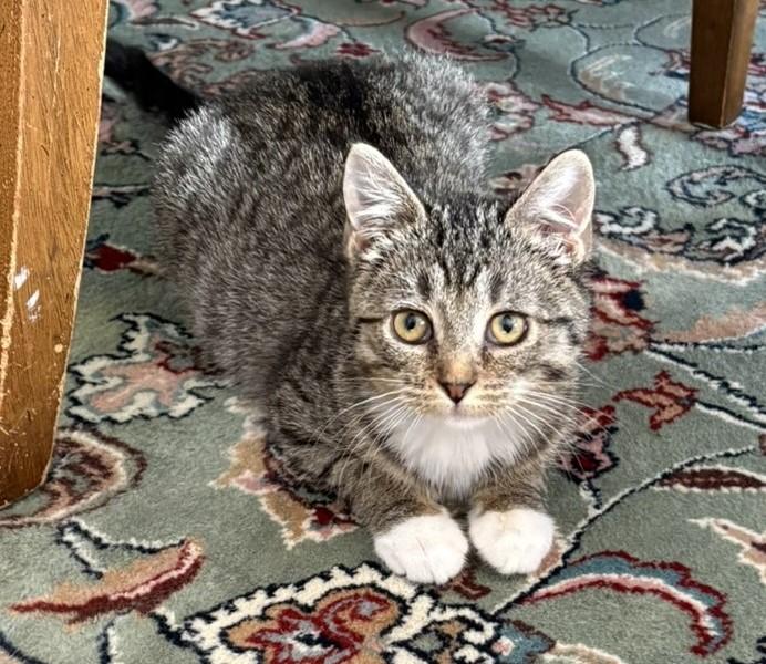 Enlarge Emmie, a ADOPTABLE Domestic Short Hair in Solon, IA image 1/6