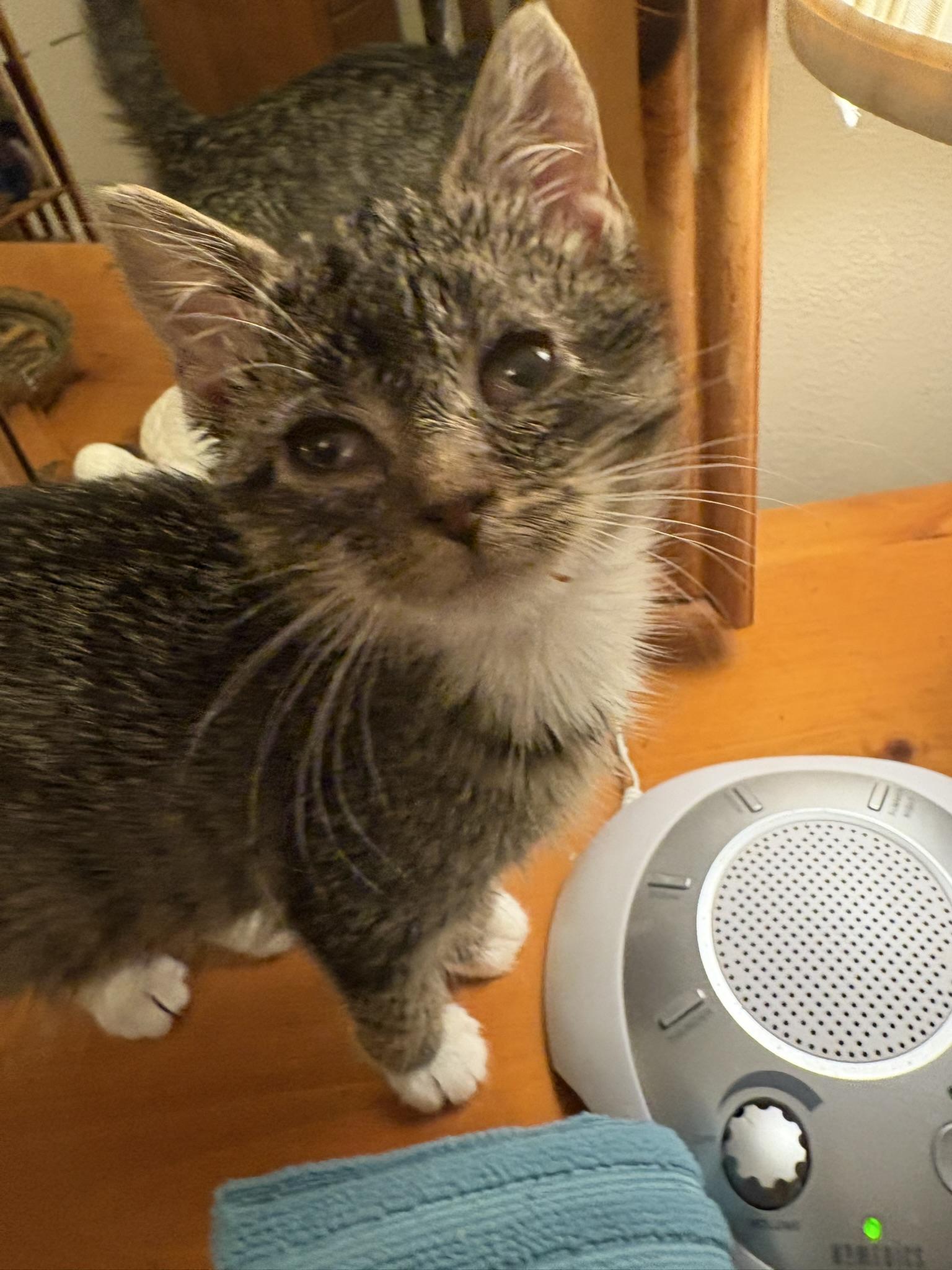 Enlarge Emmie, a ADOPTABLE Domestic Short Hair in Solon, IA image 3/6