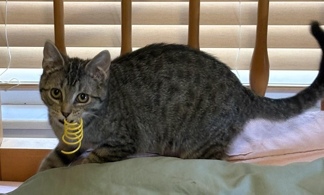 Enlarge Emmie, a ADOPTABLE Domestic Short Hair in Solon, IA image 6/6