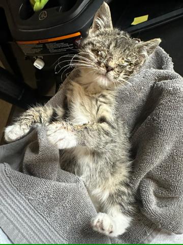 Enlarge Emmie, a ADOPTABLE Domestic Short Hair in Solon, IA image 2/6