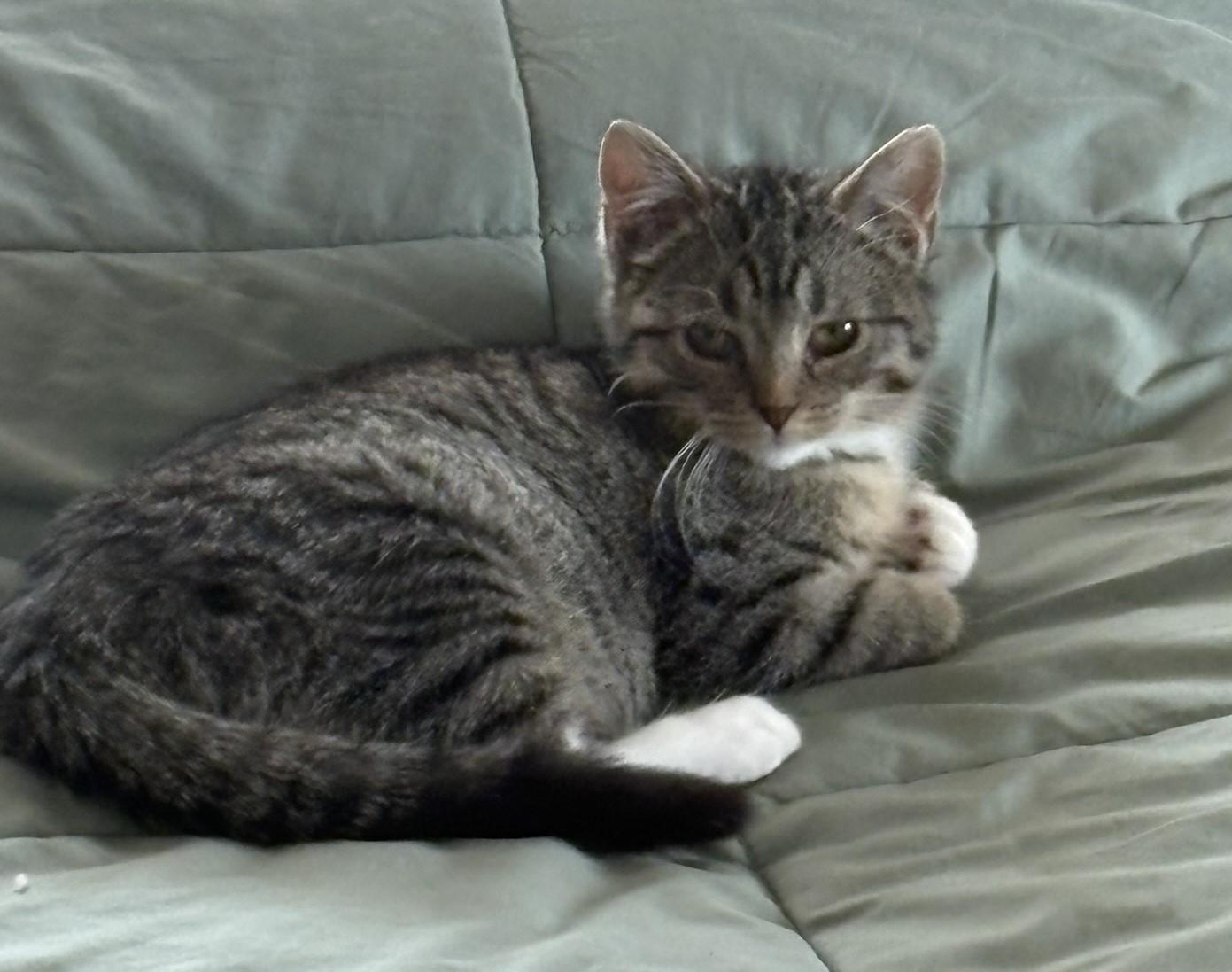 Enlarge Emmie, a ADOPTABLE Domestic Short Hair in Solon, IA image 4/6