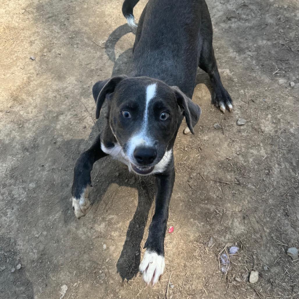 Hollard, a Adoptable mixed breed in Fredericksburg, VA image 1/6
