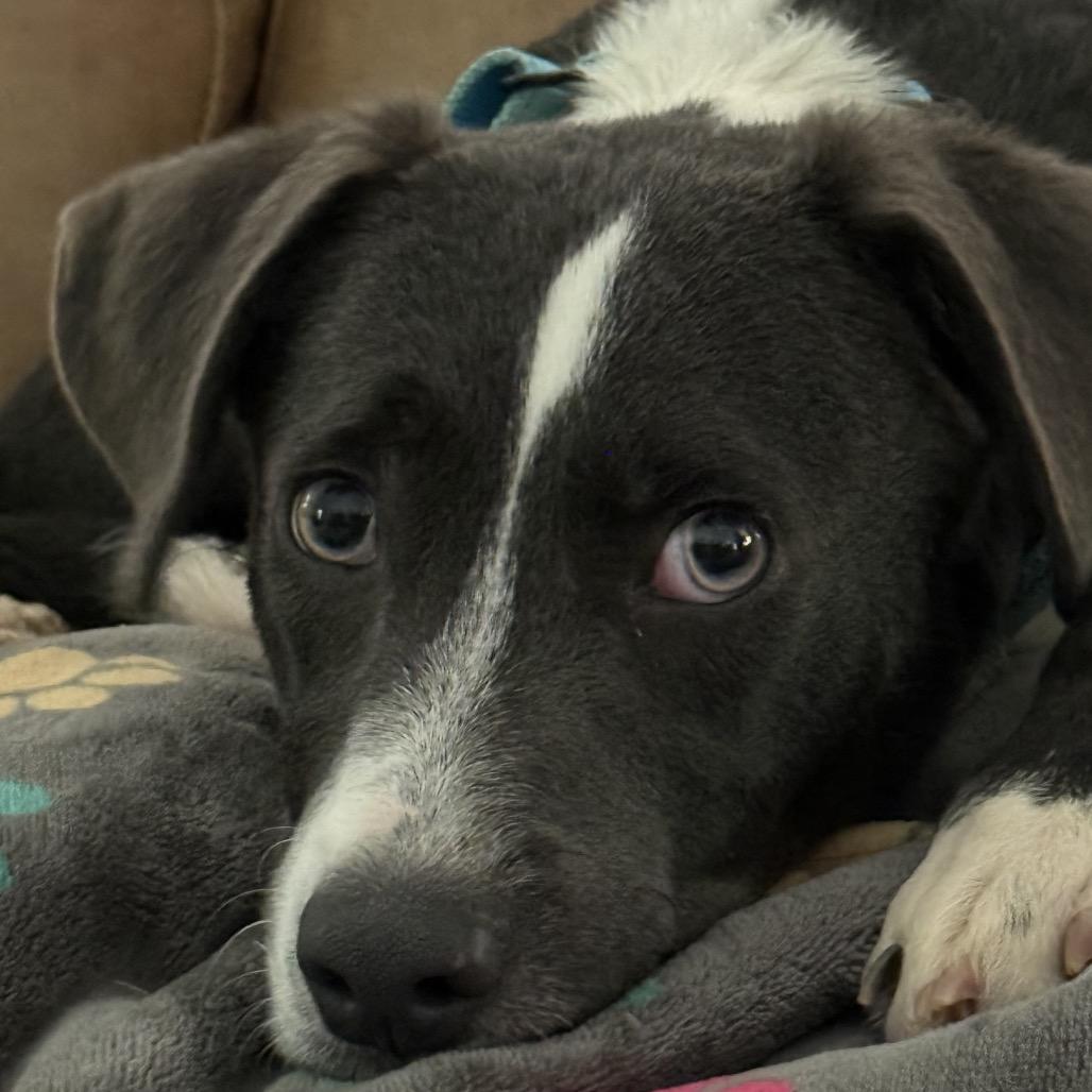 Hollard, a Adoptable mixed breed in Fredericksburg, VA image 2/6