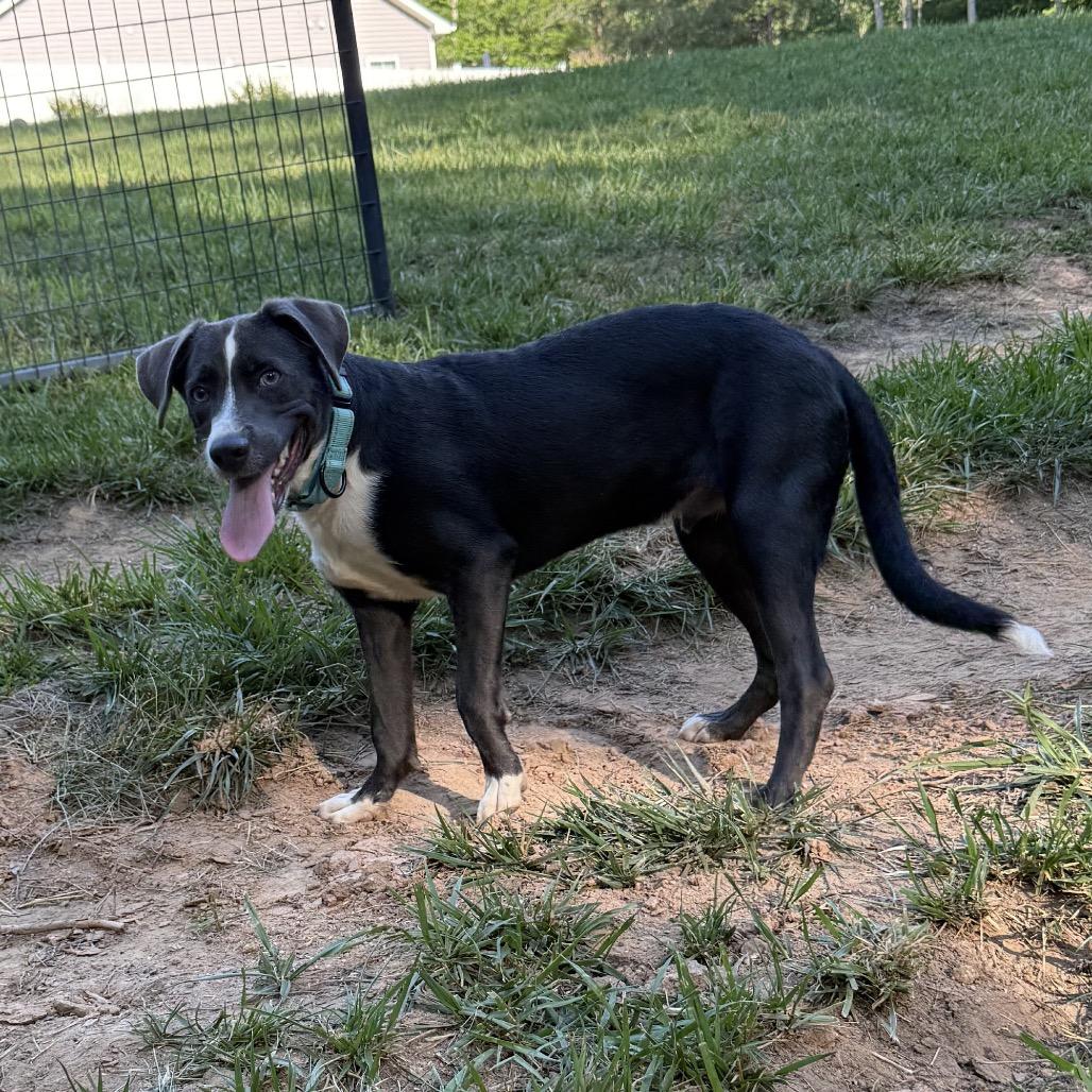 Hollard, a Adoptable mixed breed in Fredericksburg, VA image 3/6