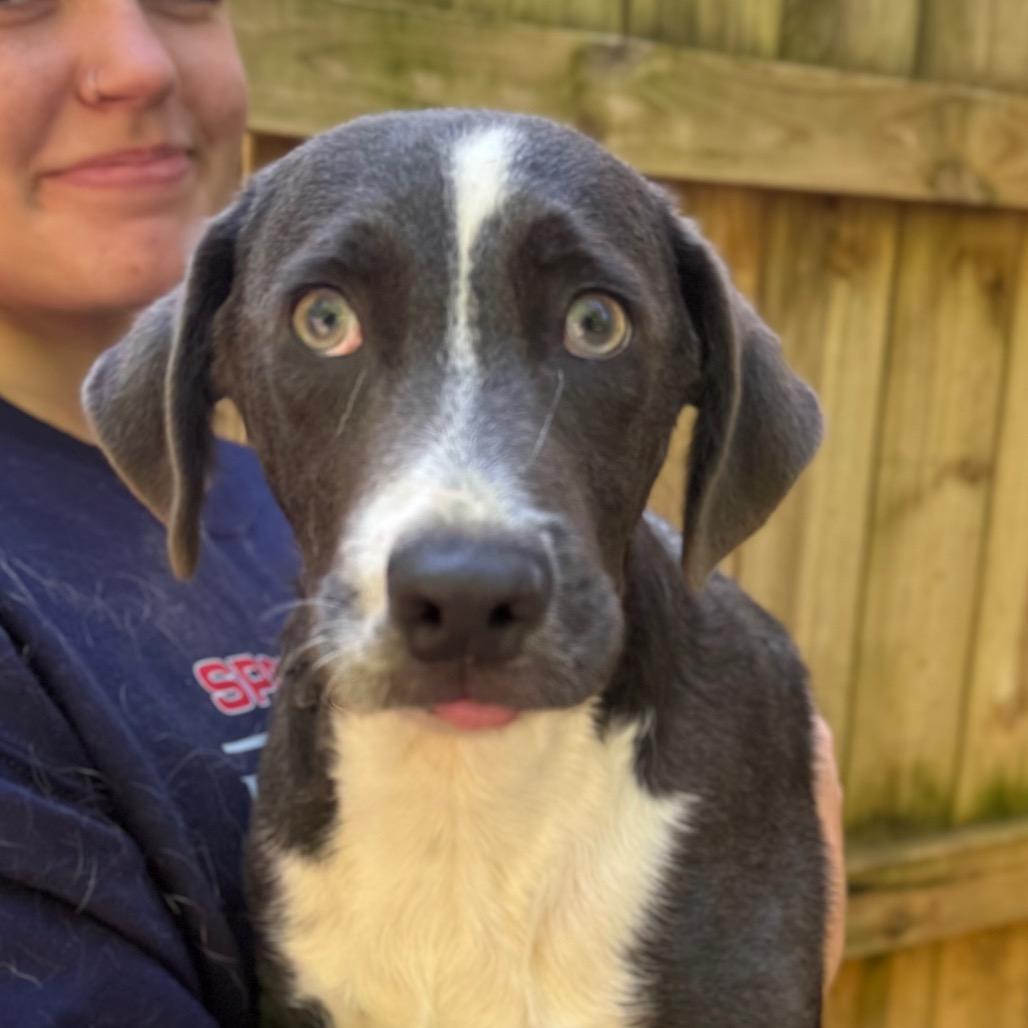 Hollard, a Adoptable mixed breed in Fredericksburg, VA image 4/6