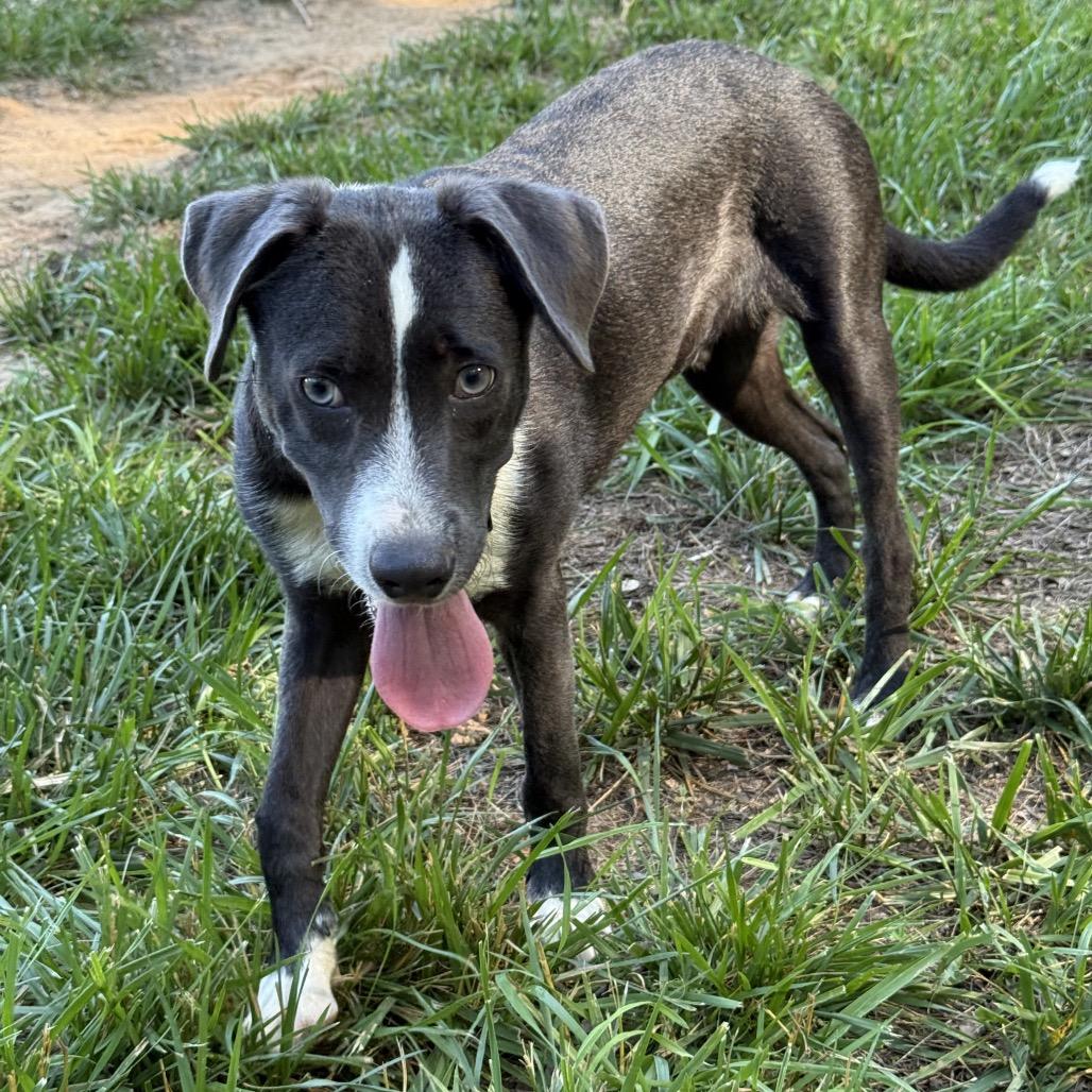 Hollard, a Adoptable mixed breed in Fredericksburg, VA image 5/6