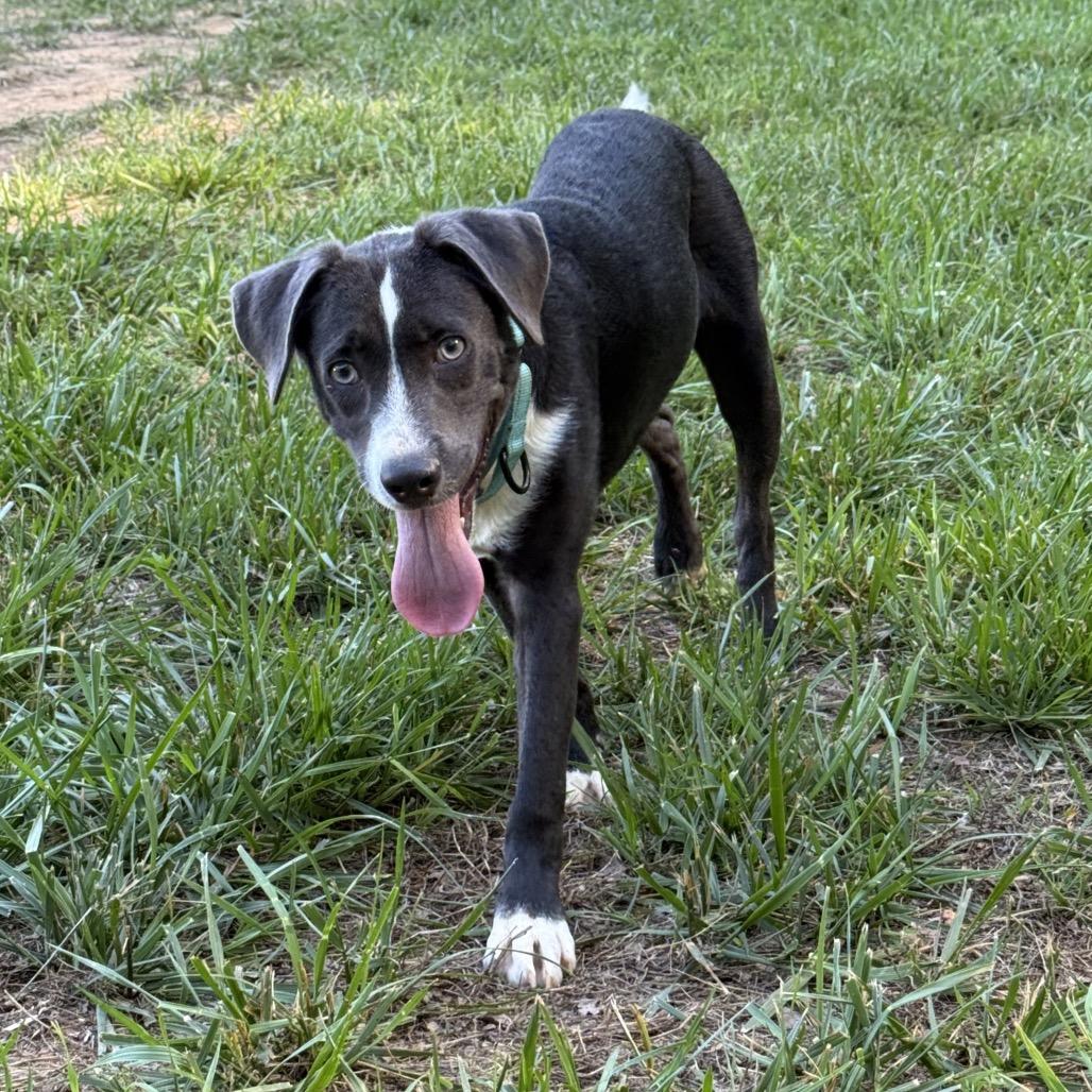 Hollard, a Adoptable mixed breed in Fredericksburg, VA image 6/6