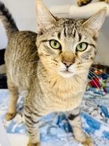 Enlarge Nitro, a ADOPTABLE Domestic Short Hair in Cibolo, TX image 1/1