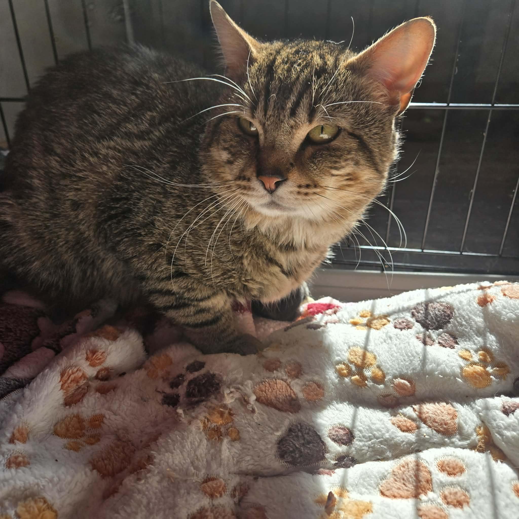 Enlarge Oso, a Adoptable Domestic Short Hair in Canton, CT image 1/1