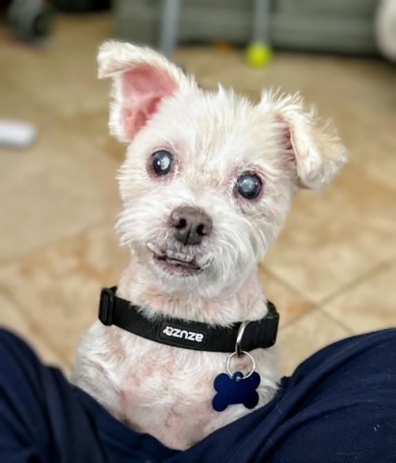 Enlarge Boop / Mr. Pickles, a Adoptable Terrier in El Cajon, CA image 2/3