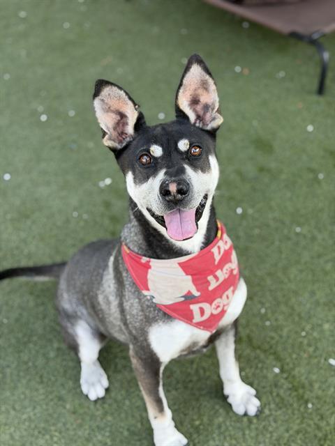 FLASH, Adoptable, Young Male Shar-Pei & Siberian Husky.