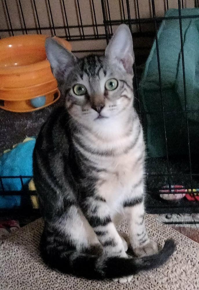 Cornbread 2, Adoptable, Kitten Male Domestic Short Hair.