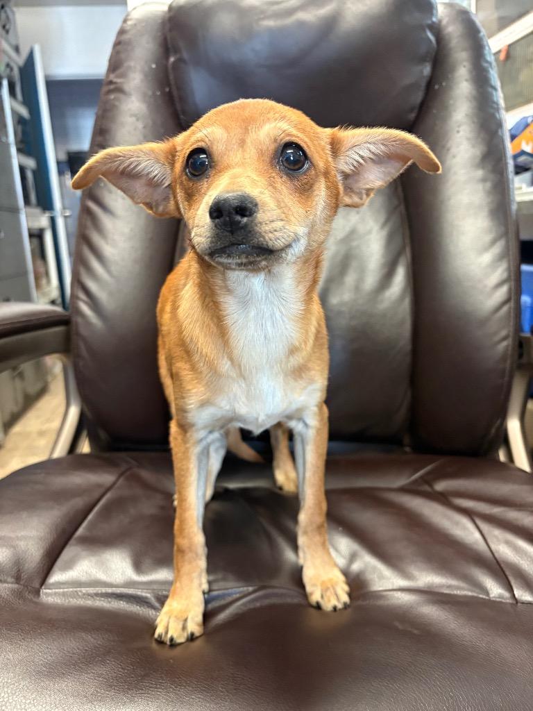 Enlarge Thumbtack, a Adoptable mixed breed in Reno, NV image 1/3
