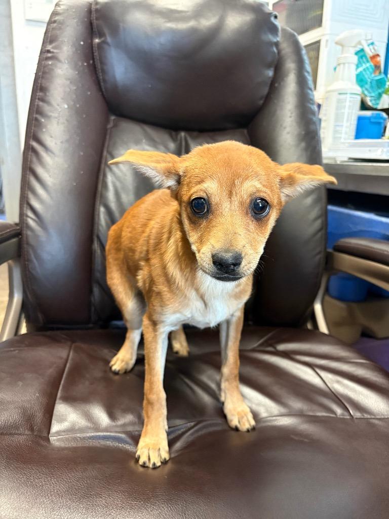 Enlarge Thumbtack, a Adoptable mixed breed in Reno, NV image 2/3