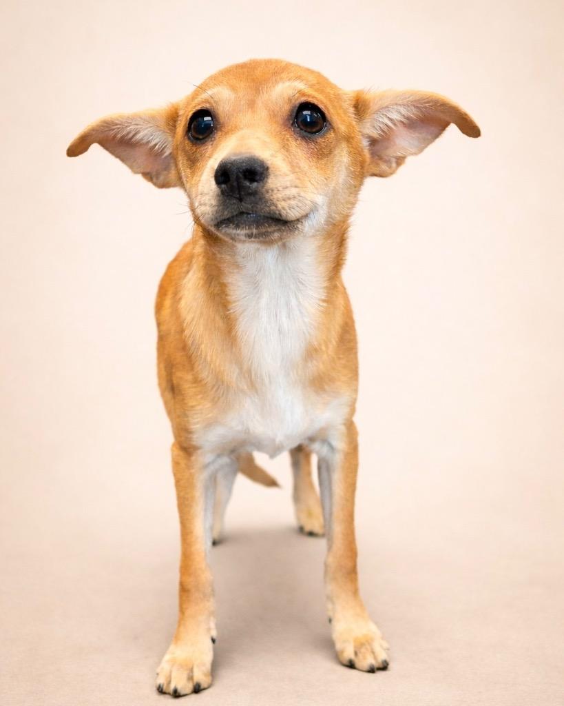 Enlarge Thumbtack, a Adoptable mixed breed in Reno, NV image 3/3