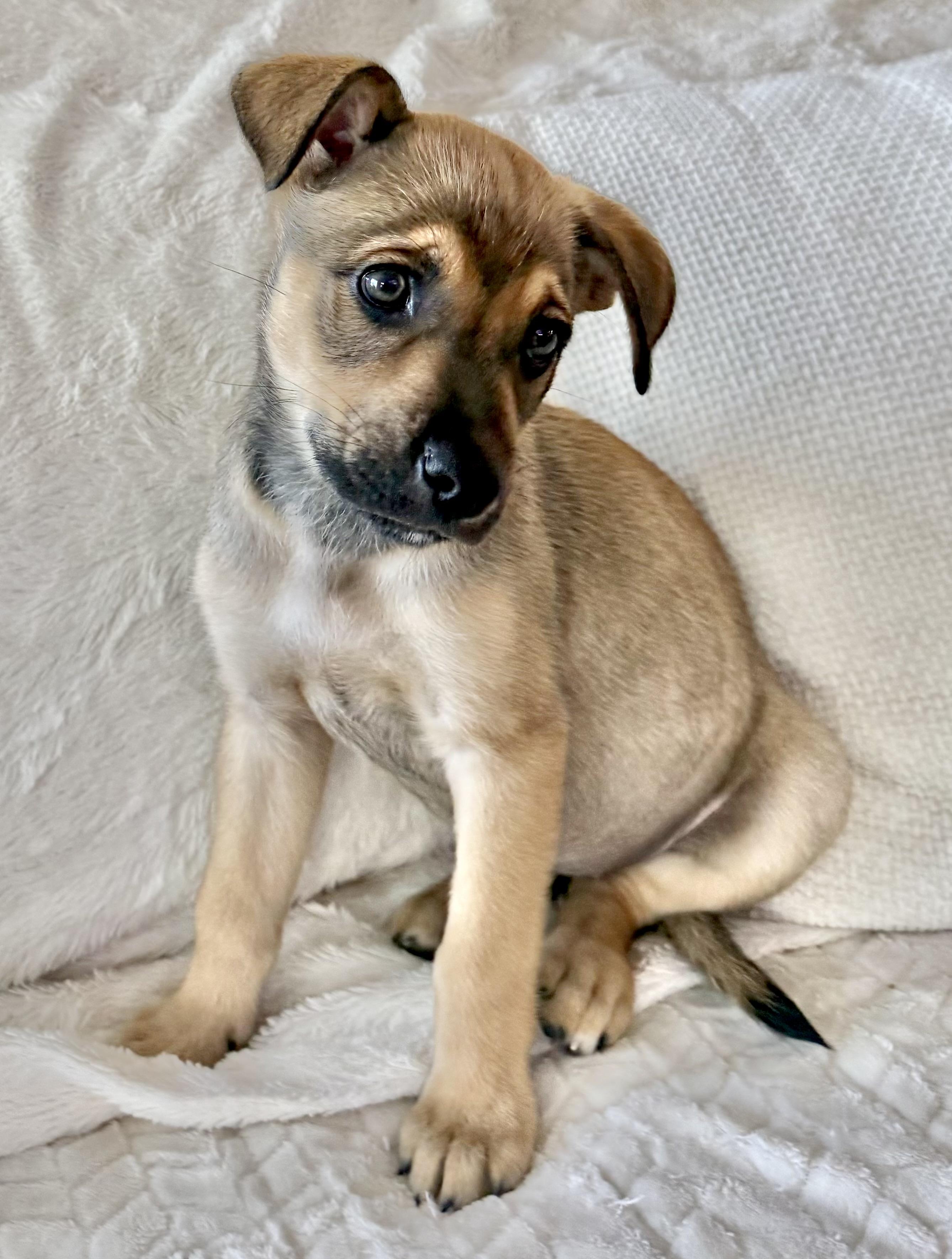 Faith, ADOPTABLE, Puppy Female German Shepherd Dog & Siberian Husky.