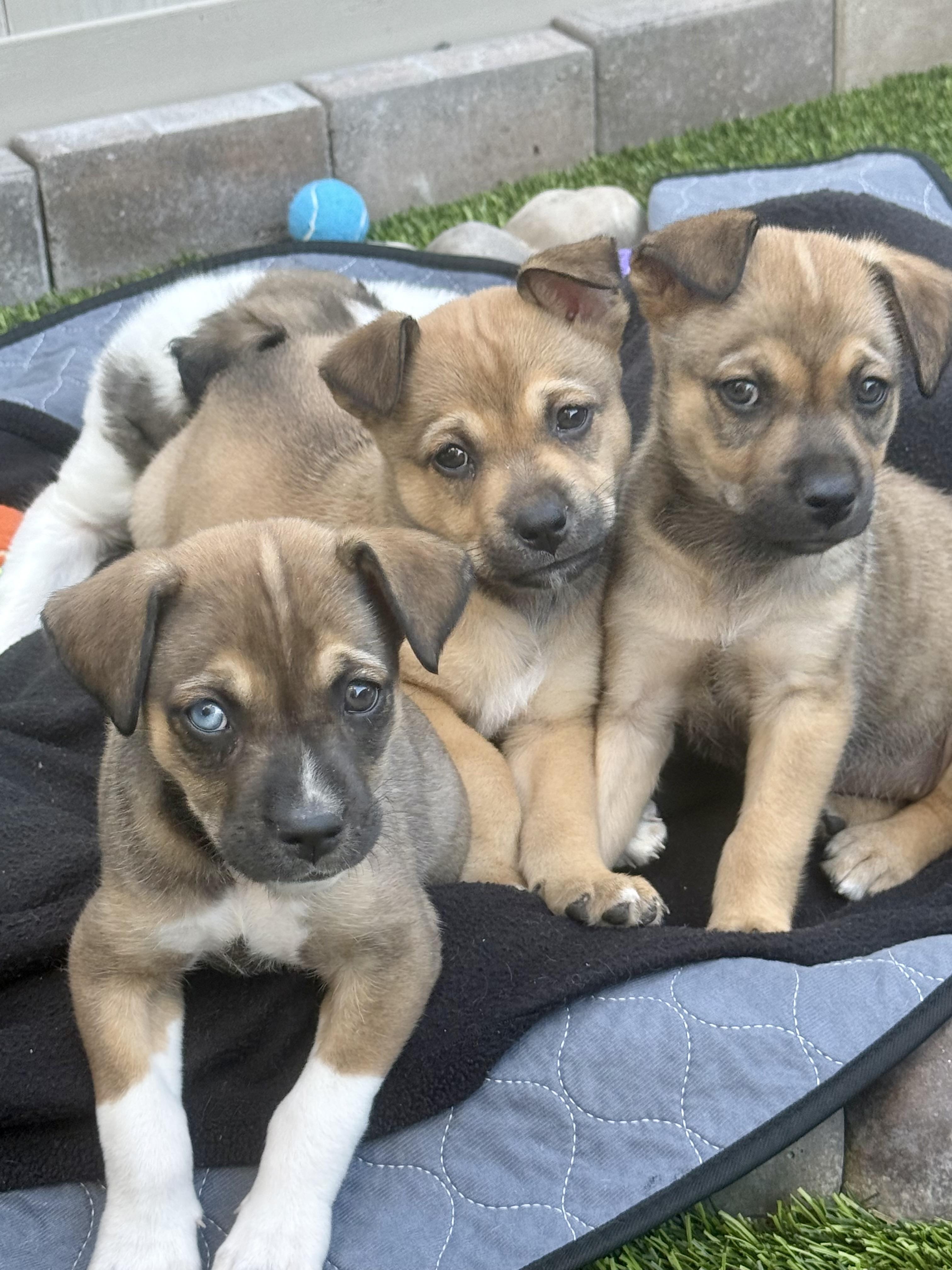 Enlarge Faith, a ADOPTABLE mixed breed in Corona Del Mar, CA image 2/3