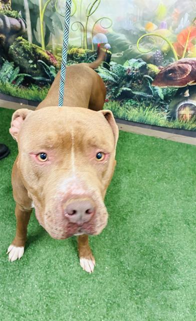 CRUZ, Adoptable, Adult Male Pit Bull Terrier.