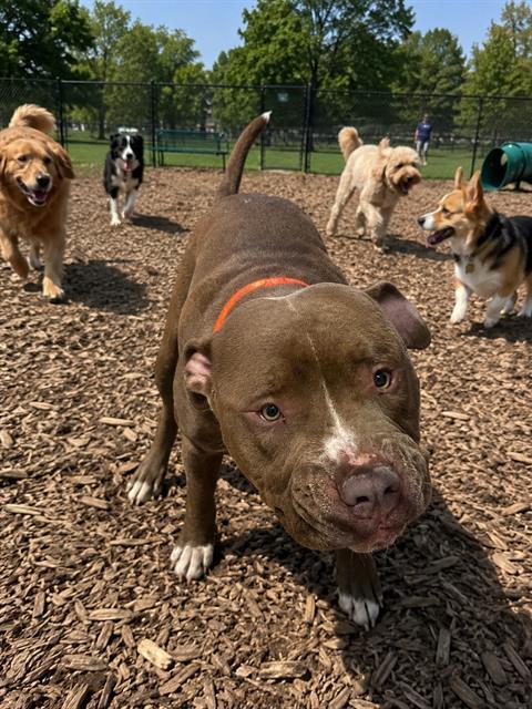 Enlarge CRUZ, a Adoptable Pit Bull Terrier in Globe, AZ image 1/1
