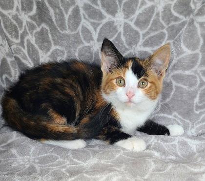 Enlarge 7154 (Plum), a Adoptable Calico in Lake City, MI image 1/1
