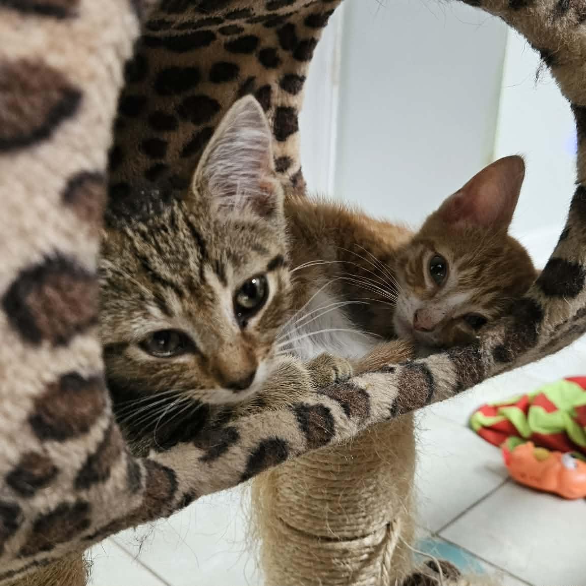George & Martha (bonded pair) photo