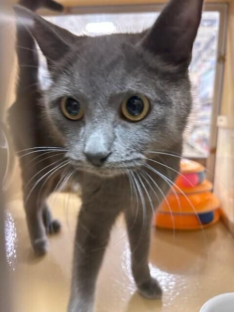 Alma, Adoptable, Adult Female Domestic Short Hair.