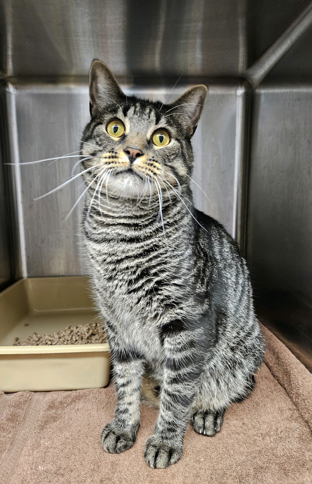 Jiffy, a Adoptable Domestic Short Hair in Warwick, RI image 5/5