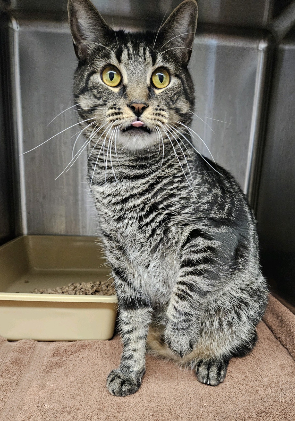 Jiffy, a Adoptable Domestic Short Hair in Warwick, RI image 4/5