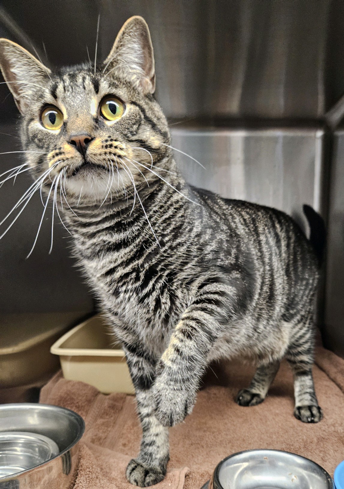 Jiffy, a Adoptable Domestic Short Hair in Warwick, RI image 1/5