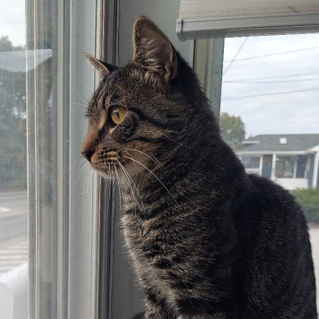 Jiffy, a Adoptable Domestic Short Hair in Warwick, RI image 2/5