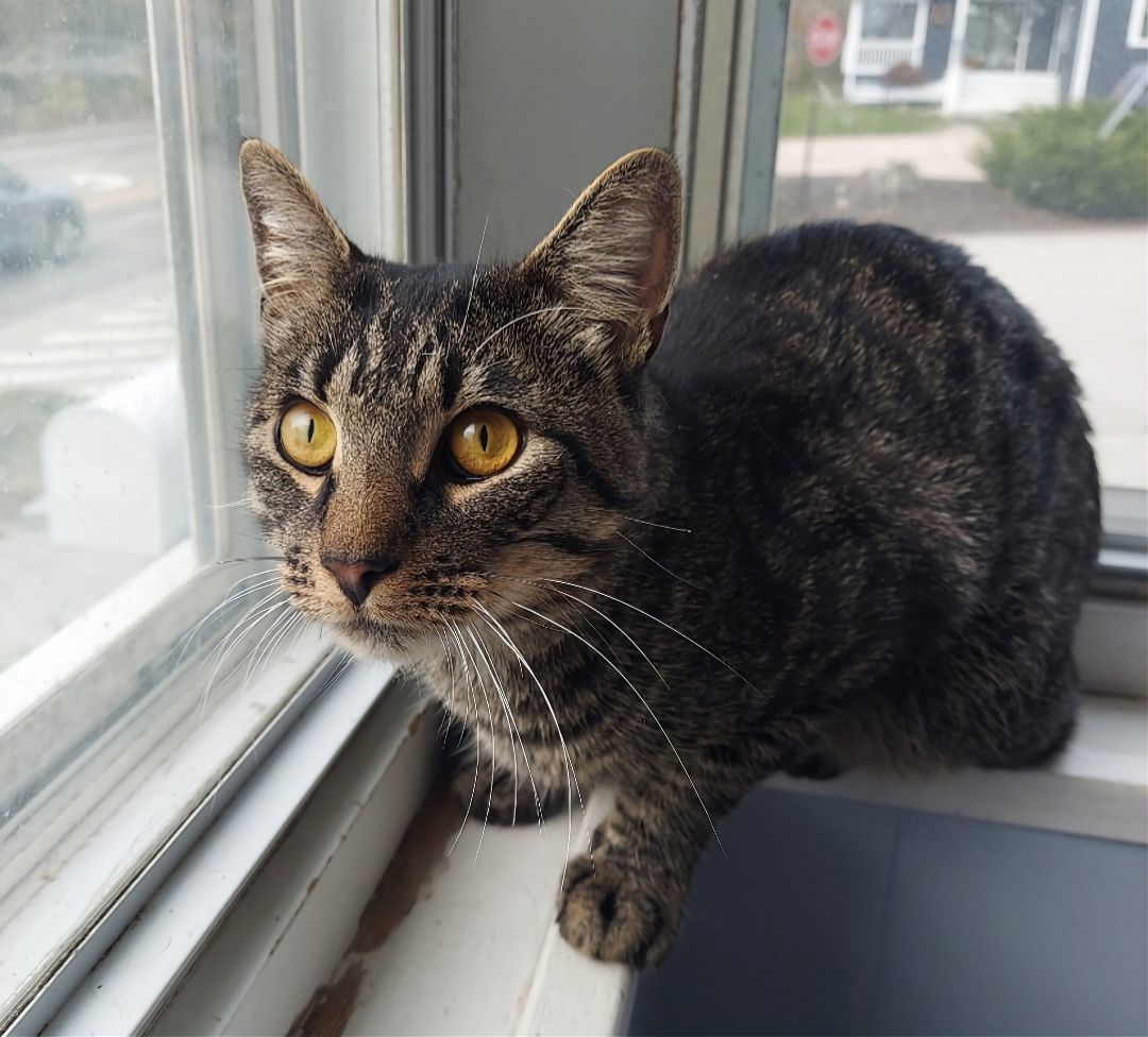 Jiffy, a Adoptable Domestic Short Hair in Warwick, RI image 3/5