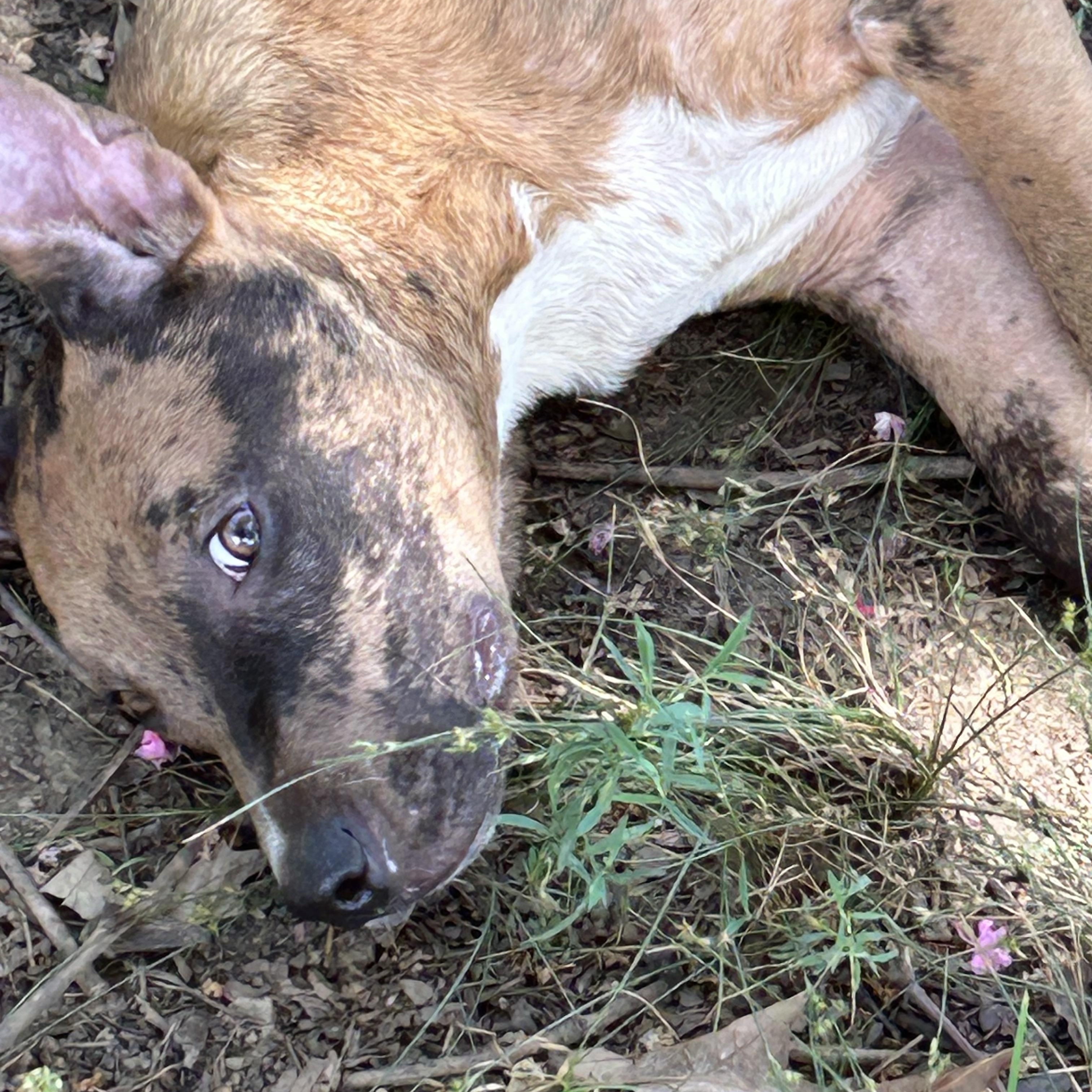 Charlie, a Adoptable mixed breed in Bedminster , NJ image 2/5