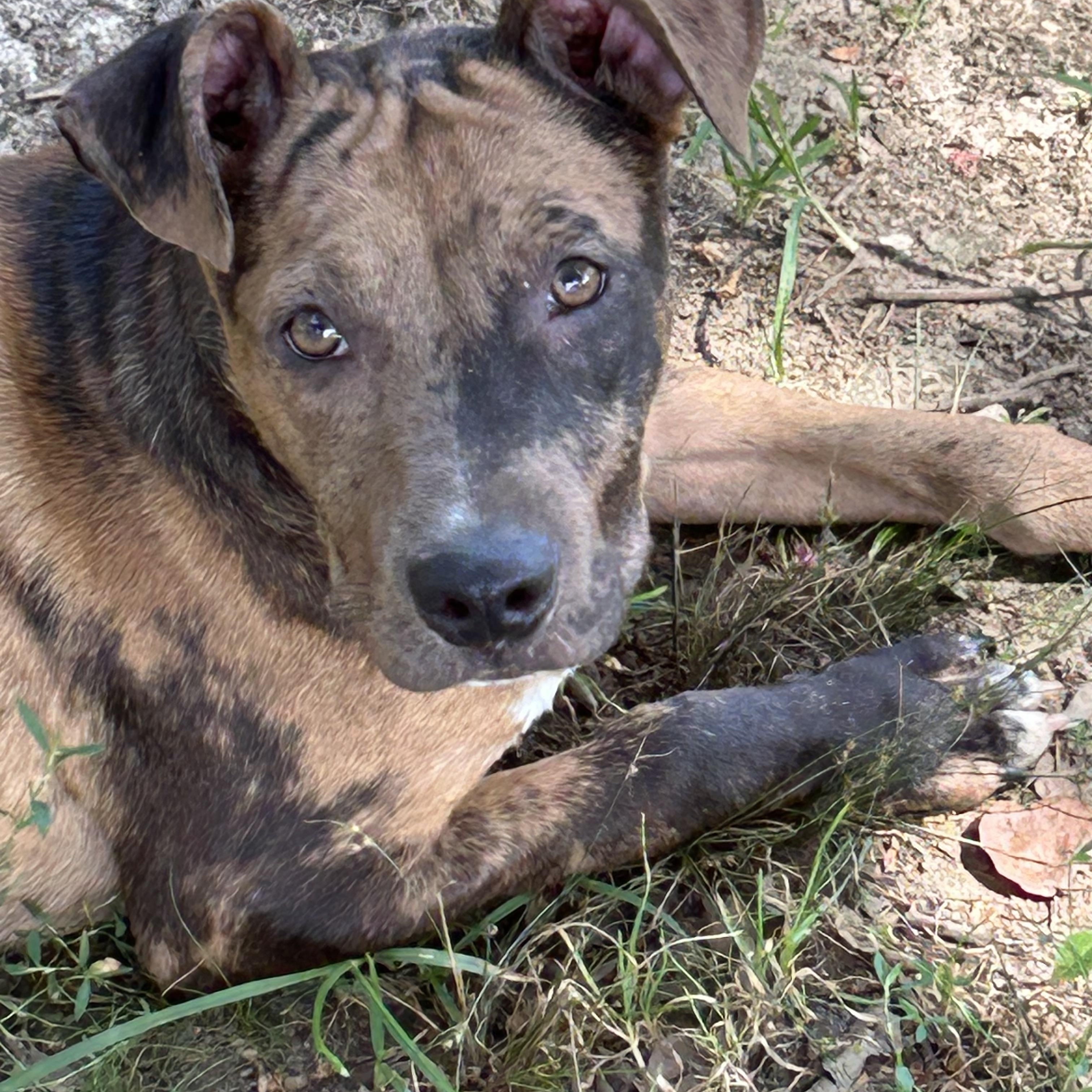 Charlie, a Adoptable mixed breed in Bedminster , NJ image 1/5