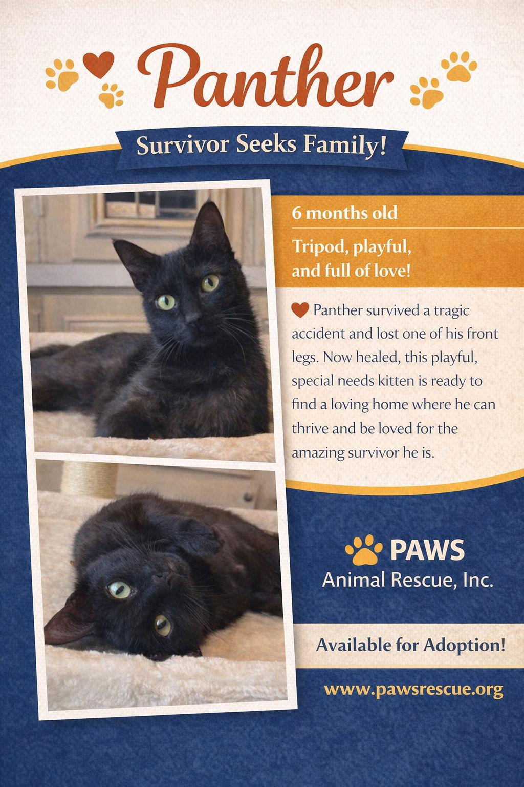 Panther, Adoptable, Kitten Male Domestic Medium Hair.