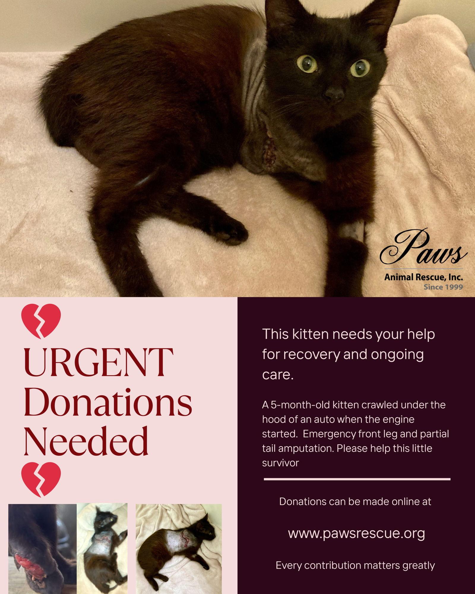 Panther, a Adoptable Domestic Medium Hair in Alvin, TX image 2/3