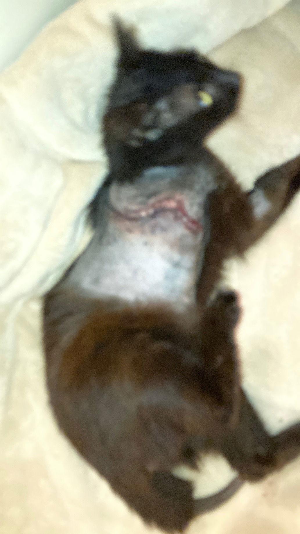 Panther, a Adoptable Domestic Medium Hair in Alvin, TX image 3/3