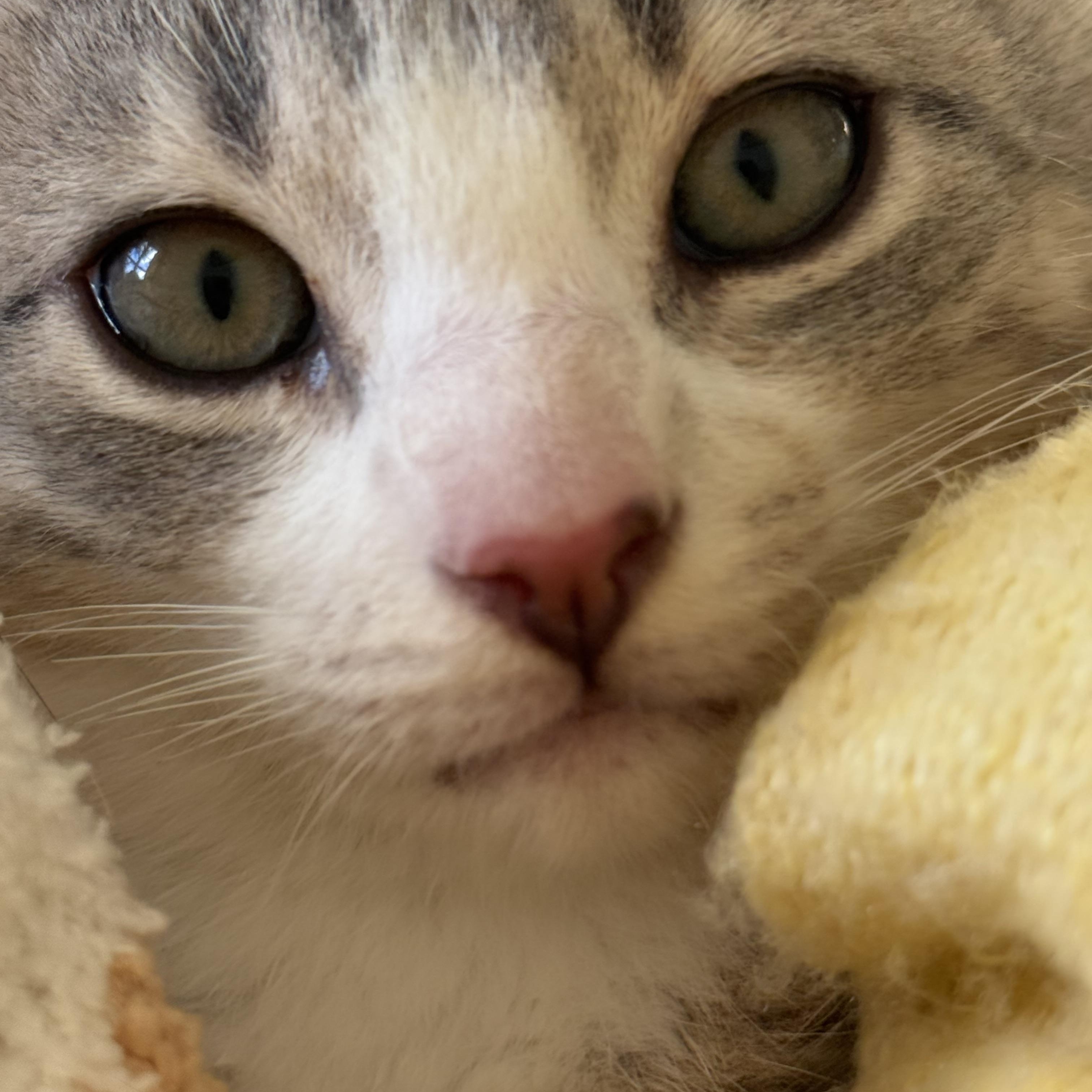 Enlarge Courtesy Post- Grayson, an adoptable Domestic Short Hair in Turnersville, NJ image 1/2