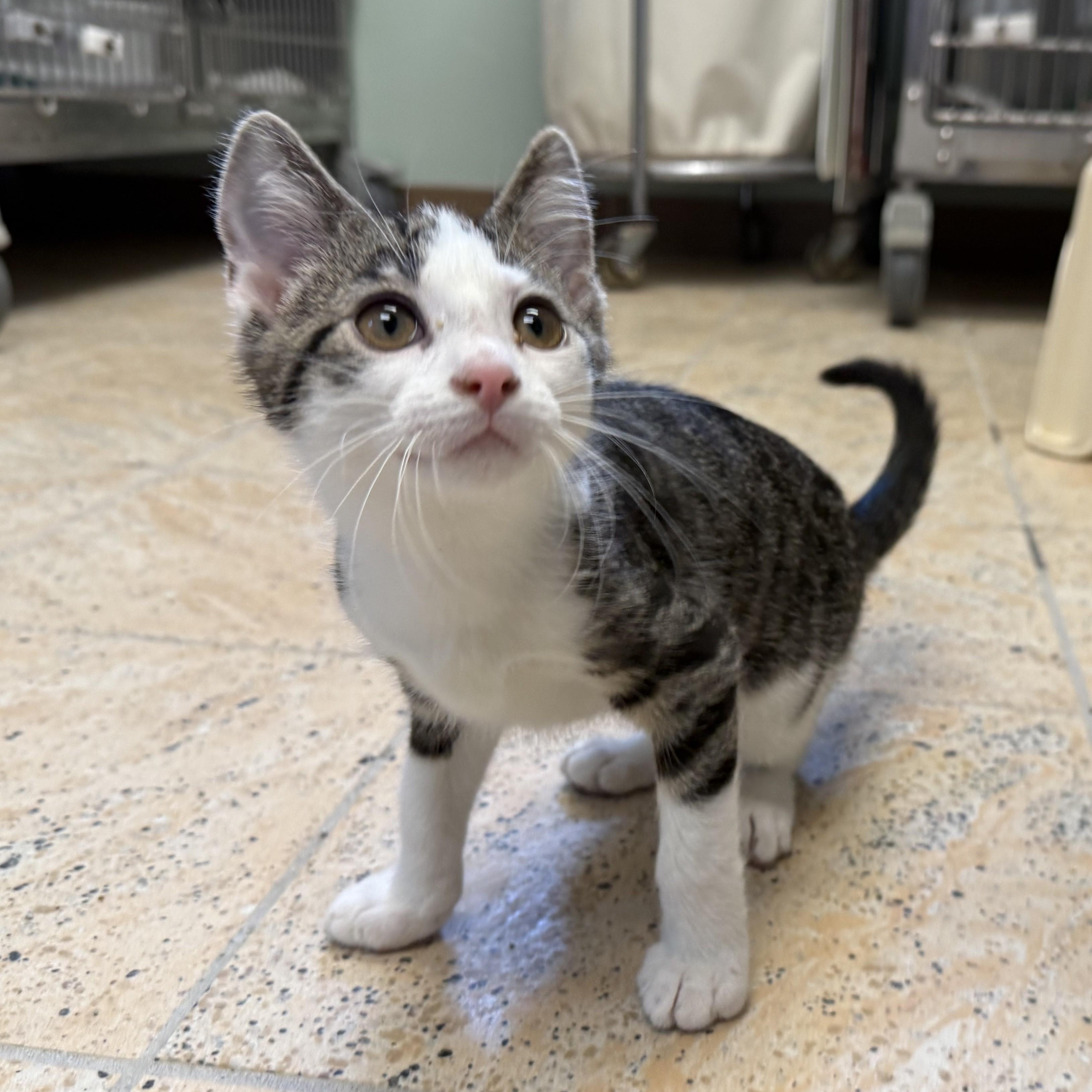 Enlarge WATERMELON, a ADOPTABLE Domestic Short Hair in La Crescent, MN image 3/3