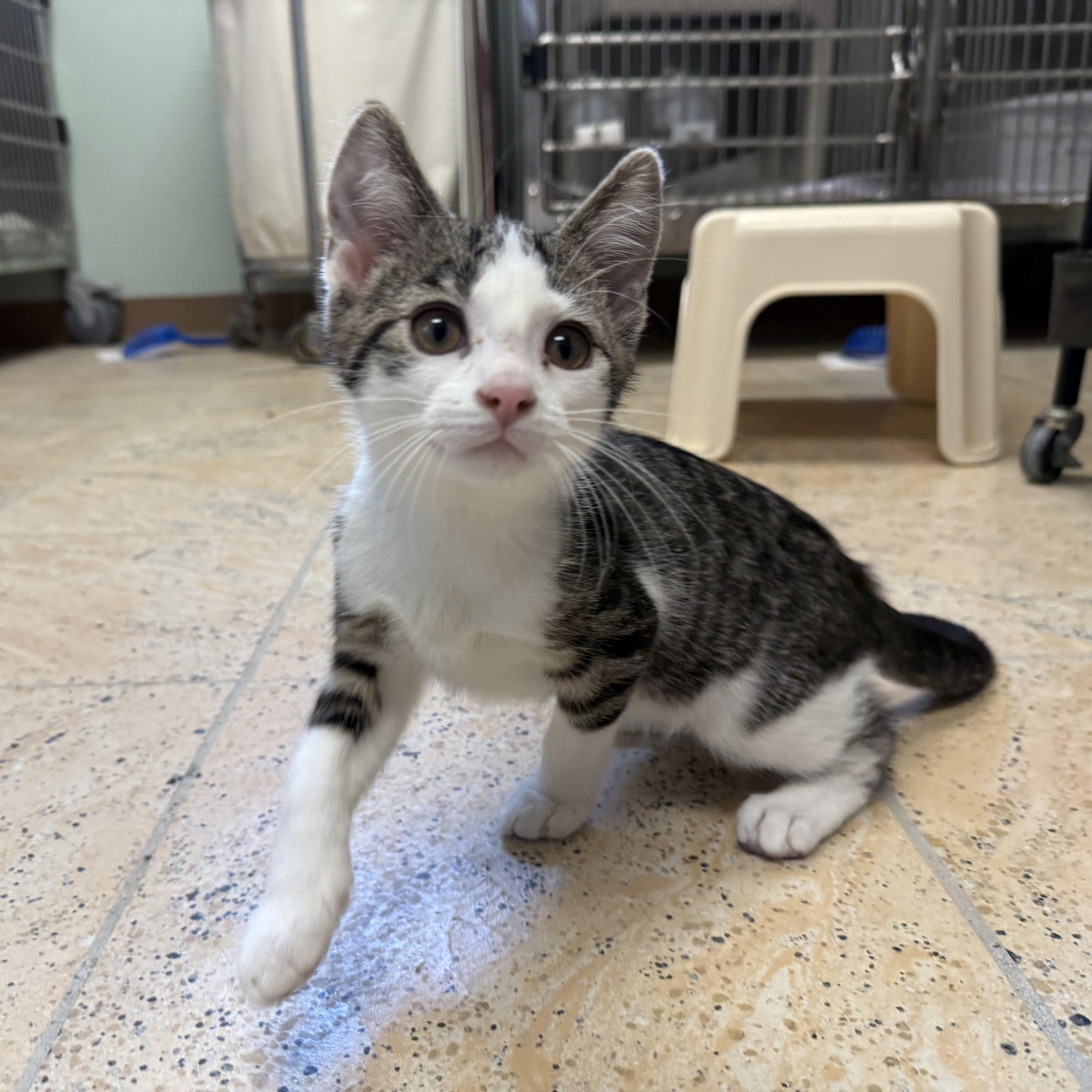 WATERMELON, ADOPTABLE, Kitten Male Domestic Short Hair.