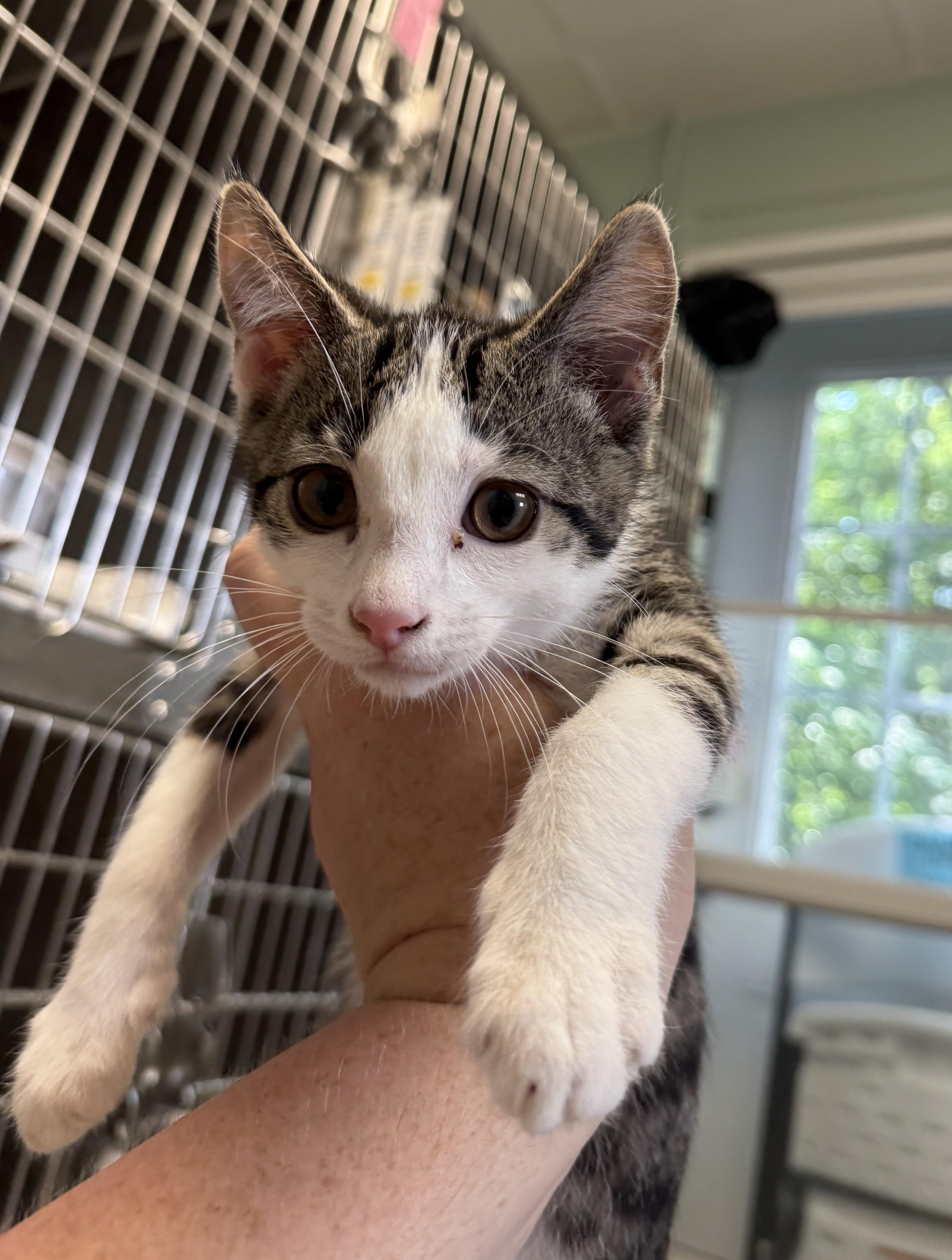 Enlarge WATERMELON, a ADOPTABLE Domestic Short Hair in La Crescent, MN image 2/3