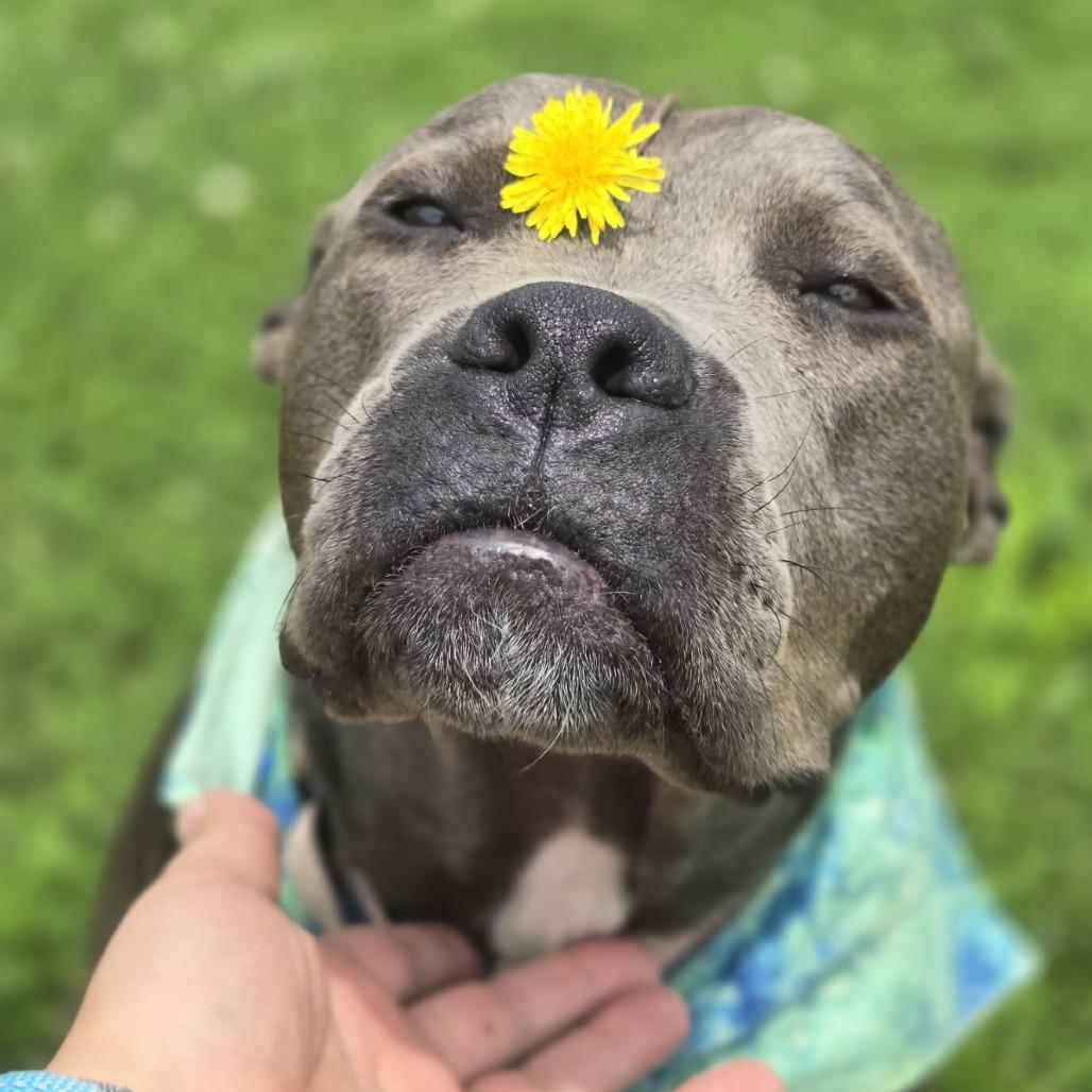 Enlarge Cocoa Bean (Sponsored), a Adoptable Pit Bull Terrier in East Saint Louis, IL image 1/6