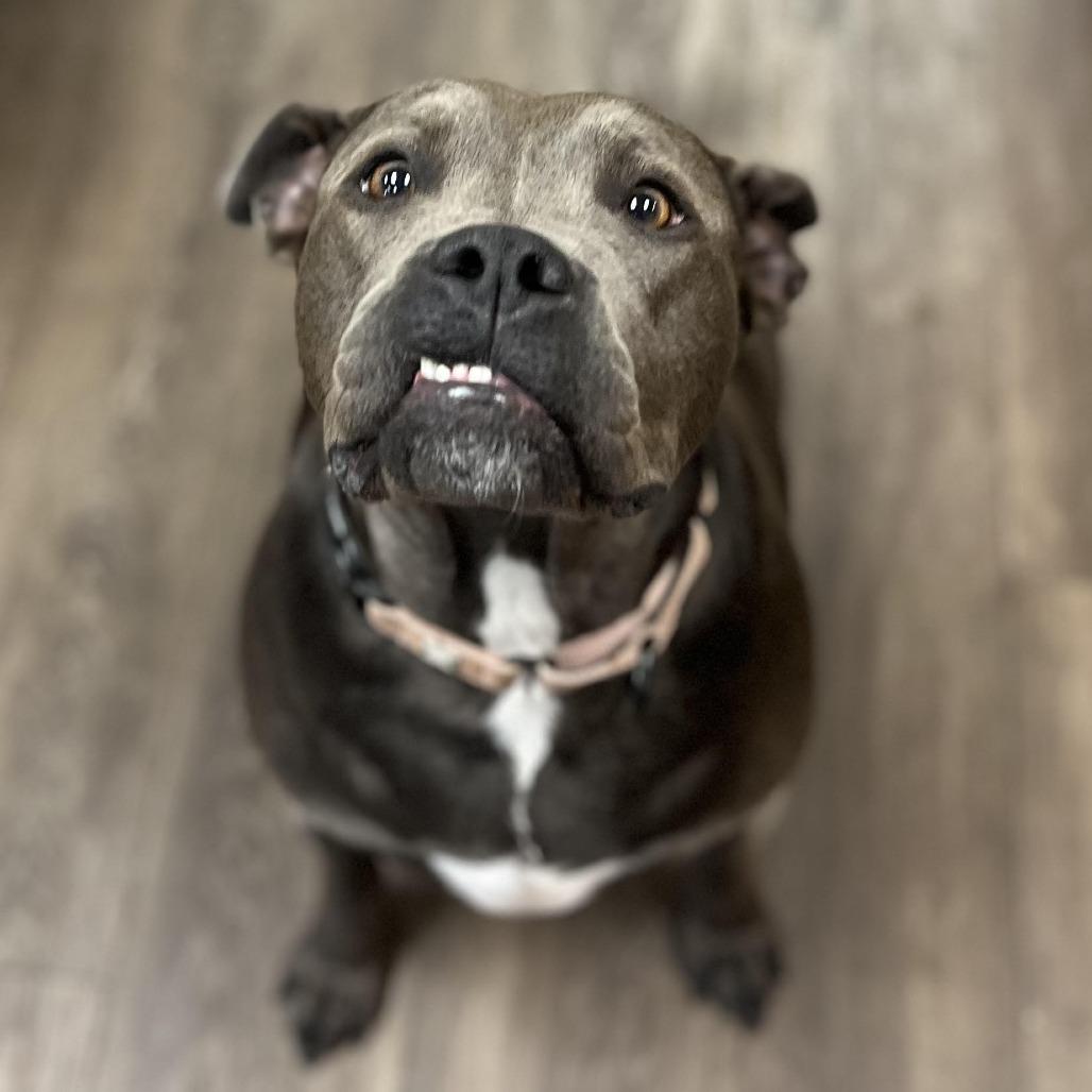Enlarge Cocoa Bean (Sponsored), a Adoptable Pit Bull Terrier in East Saint Louis, IL image 2/6