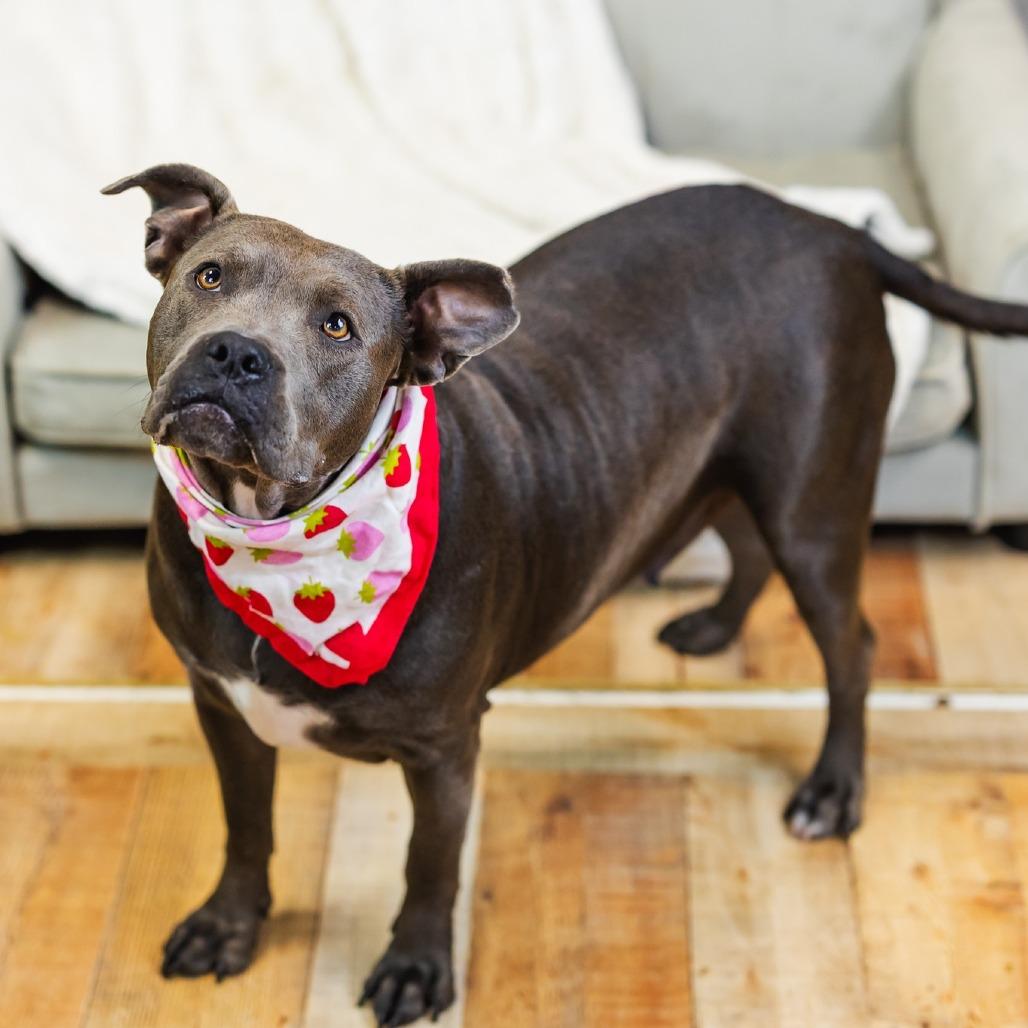 Enlarge Cocoa Bean (Sponsored), a Adoptable Pit Bull Terrier in East Saint Louis, IL image 3/6