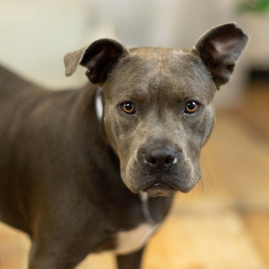 Enlarge Cocoa Bean (Sponsored), a Adoptable Pit Bull Terrier in East Saint Louis, IL image 4/6
