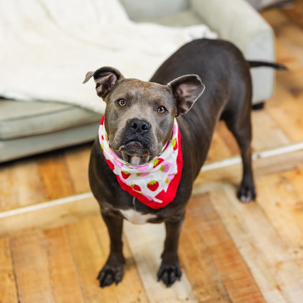 Enlarge Cocoa Bean (Sponsored), a Adoptable Pit Bull Terrier in East Saint Louis, IL image 5/6