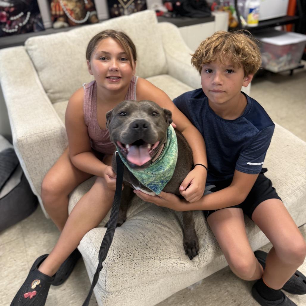 Enlarge Cocoa Bean (Sponsored), a Adoptable Pit Bull Terrier in East Saint Louis, IL image 6/6