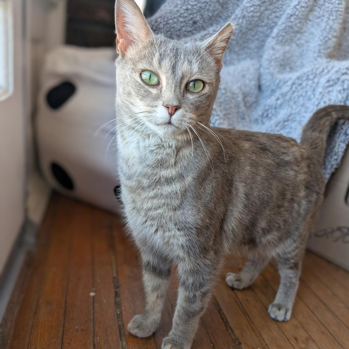 Poppy, a ADOPTABLE mixed breed in Hyattsville, MD image 1/6