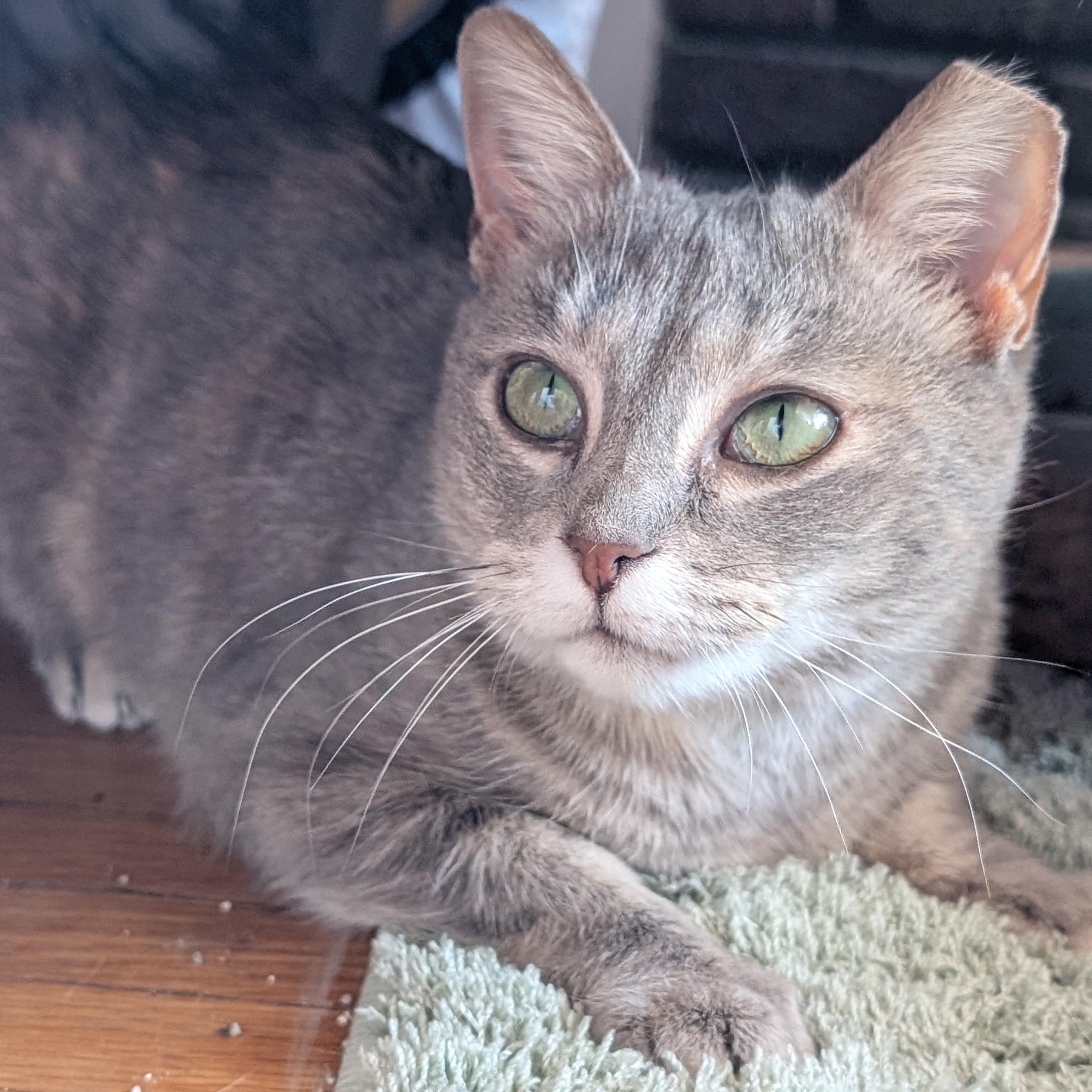 Poppy, a ADOPTABLE mixed breed in Hyattsville, MD image 5/6