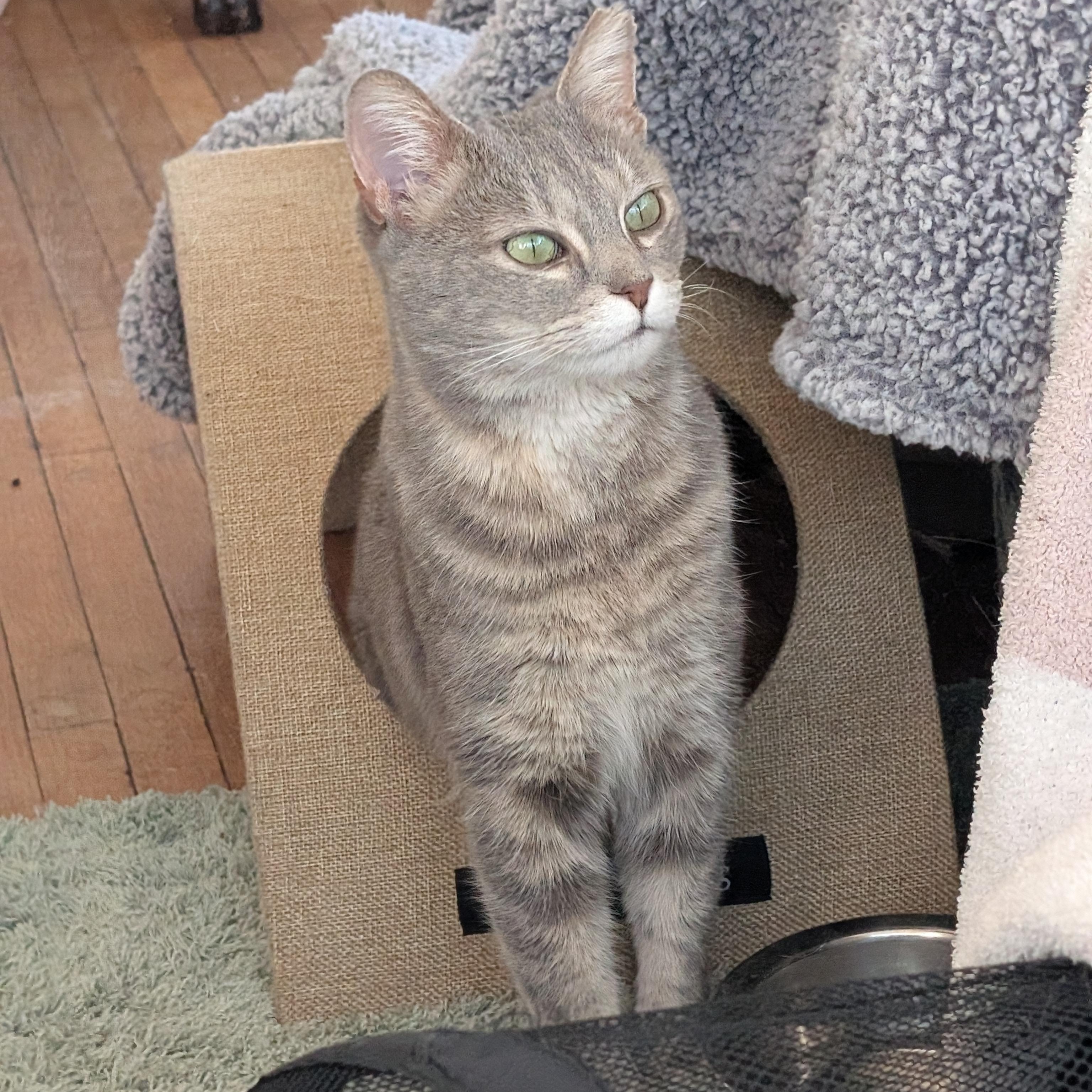 Poppy, a ADOPTABLE mixed breed in Hyattsville, MD image 6/6