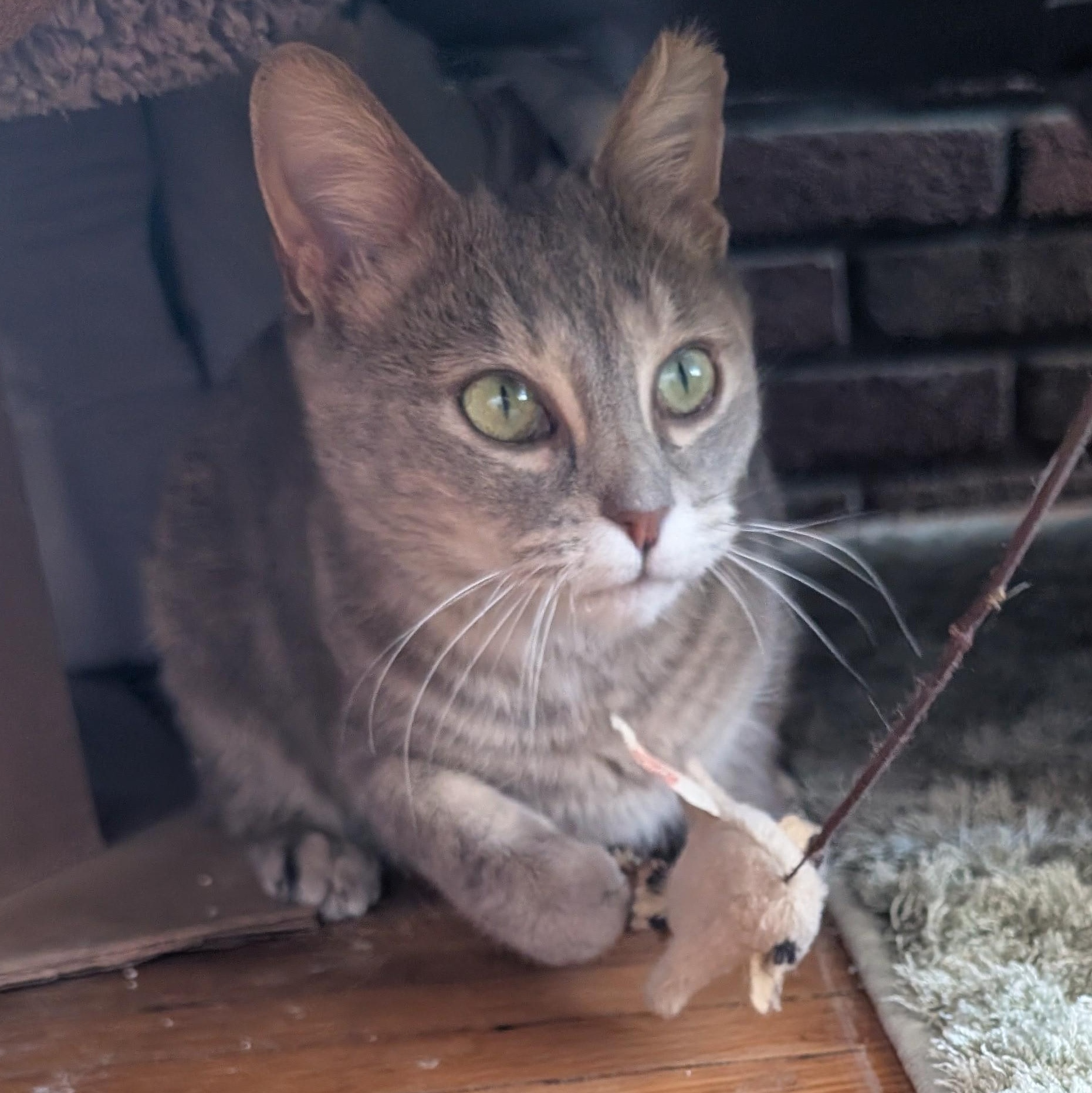 Poppy, a ADOPTABLE mixed breed in Hyattsville, MD image 4/6